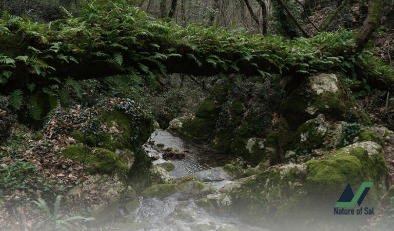 #RomeExpats: Fairy tale hike in the Valle delle Cannuccete 2 hike in the valle delle cannuccete nature of sal 2 768x451