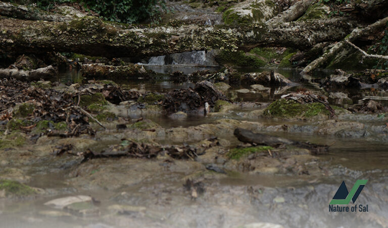 #RomeExpats: Fairy tale hike in the Valle delle Cannuccete 3 hike in the valle delle cannuccete nature of sal 3 768x451