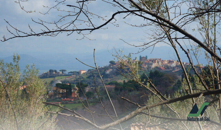 #RomeExpats: The great Irish Heritage Hike from Frascati to Monte Tuscolo 2 hiking from frascati to monte tuscolo nature of sal 768x451