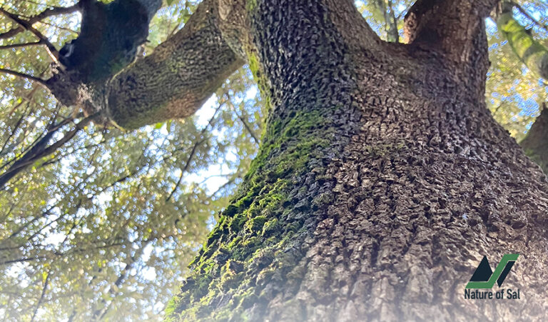 #RomeExpats: The great Irish Heritage Hike from Frascati to Monte Tuscolo 3 irish heritage frascati montetuscolo natureo of sal 5 768x451