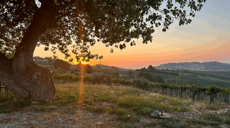 Valle del sole - Country home Rental in Atri, Abruzzo | Short & Medium Stays 26 14 Vineyard Rental in Valle del Sole Abruzzo expatslivinginrome.com 768x429