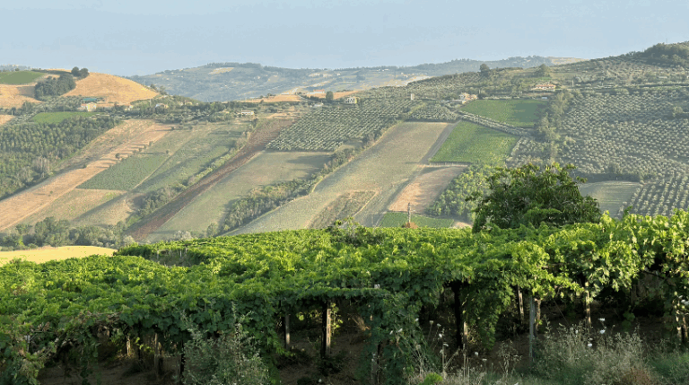 Valle del sole - Country home Rental in Atri, Abruzzo | Short & Medium Stays 27 15 Vineyard Rental in Valle del Sole Abruzzo expatslivinginrome.com 768x429