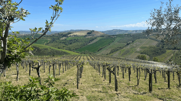 Valle del sole - Country home Rental in Atri, Abruzzo | Short & Medium Stays 28 16 Vineyard Rental in Valle del Sole Abruzzo expatslivinginrome.com 768x429