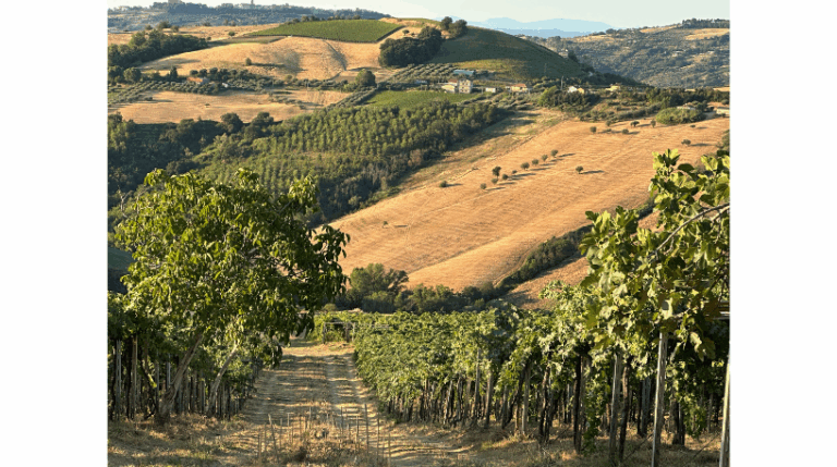 Valle del sole - Country home Rental in Atri, Abruzzo | Short & Medium Stays 29 17 Vineyard Rental in Valle del Sole Abruzzo expatslivinginrome.com 768x429