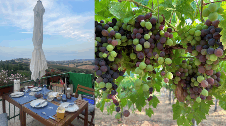 Valle del sole - Country home Rental in Atri, Abruzzo | Short & Medium Stays 16 4 Vineyard Rental in Valle del Sole Abruzzo expatslivinginrome.com 768x429