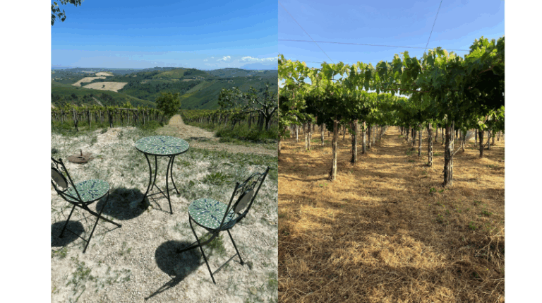 Valle del sole - Country home Rental in Atri, Abruzzo | Short & Medium Stays 17 5 Vineyard Rental in Valle del Sole Abruzzo expatslivinginrome.com 768x429