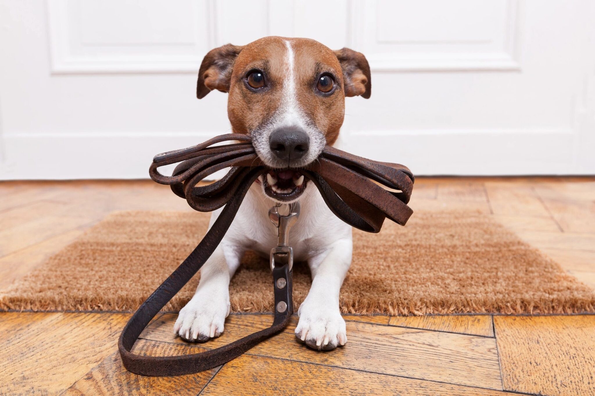 New Regulations in Italy Make Air Travel with Pets Easier and More Humane 158