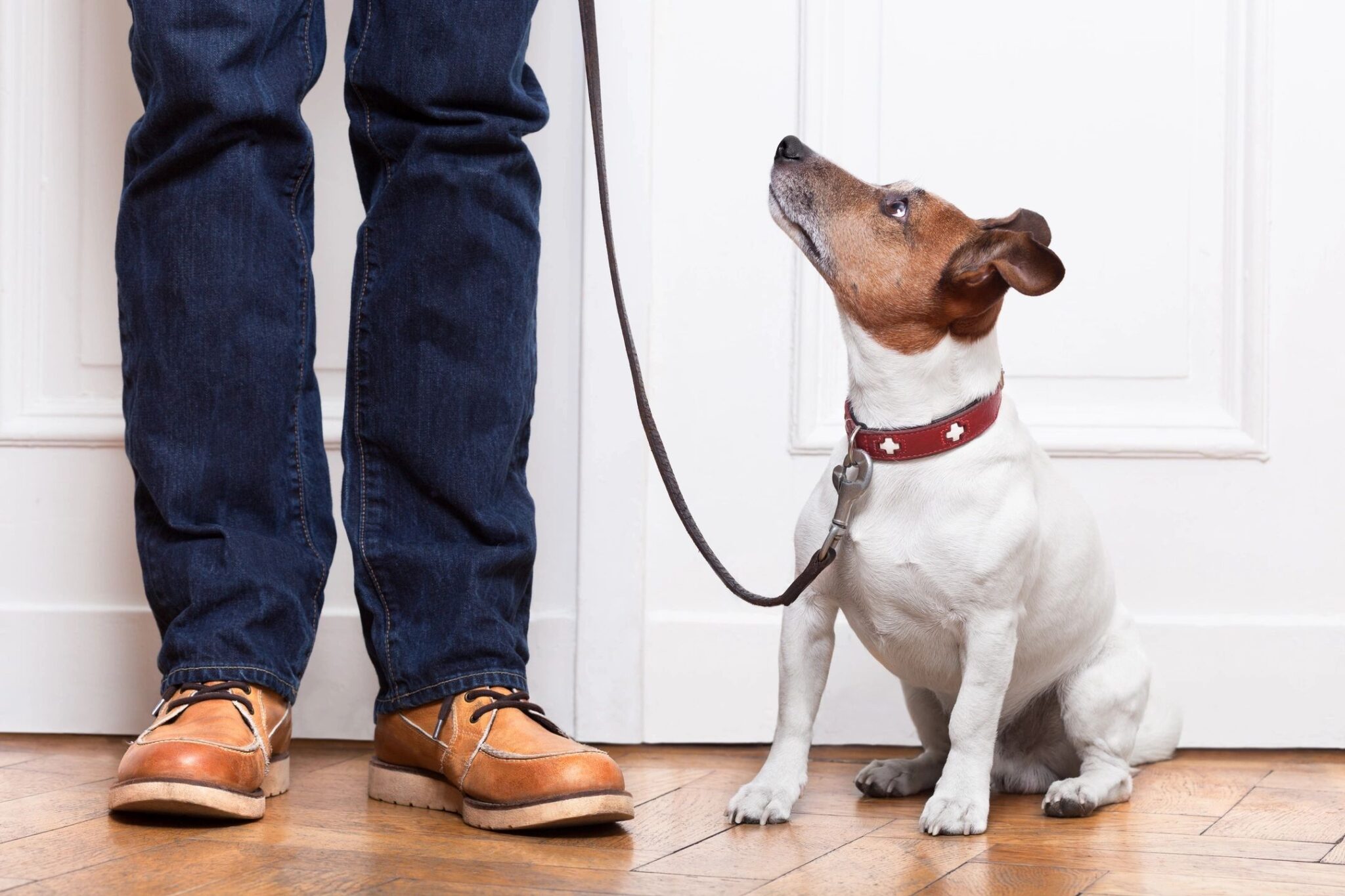 Dogs Travel Free on Long-Distance Trains This Summer 127