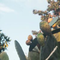 Urban city hike to the ancient Parco degli Acquedotti 7 Urban city hike to the ancient Parco degli Acquedotti 7