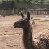 Guided walk in Rome's Secret Nature Park (Caffarella Park) 7