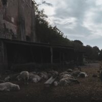 Guided walk in Rome's Secret Nature Park (Caffarella Park) 6